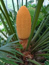 Crozier Cycas(Cycas circinalis L.)